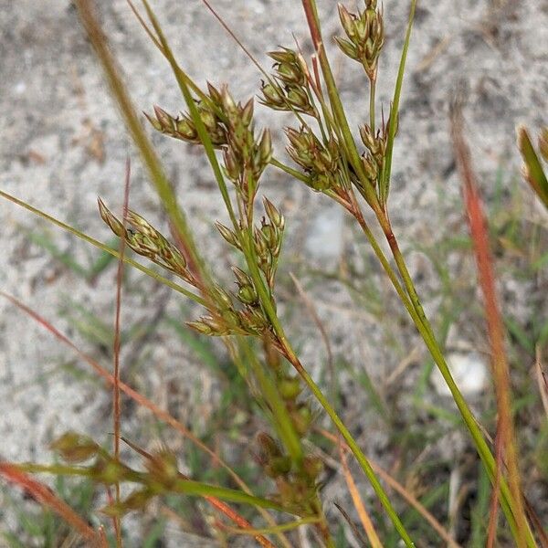 Juncus tenuis Çiçek