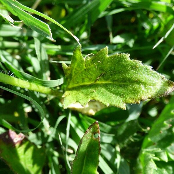 Tridax procumbens Leaf