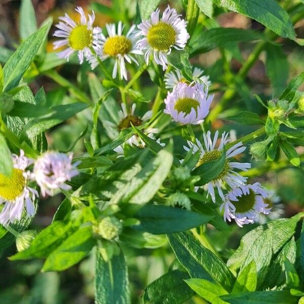 Erigeron strigosus ഇല