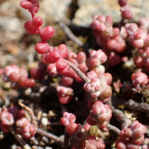 Sedum brevifolium Liść