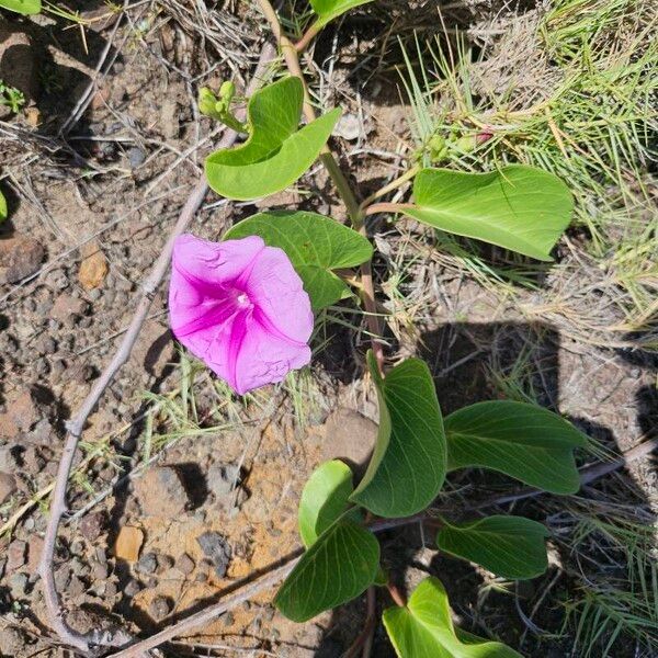 Ipomoea pes-caprae Õis