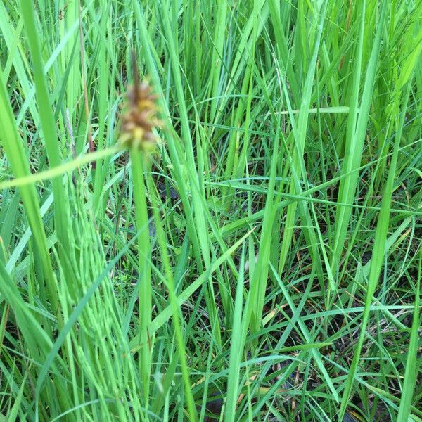 Carex flava Flors