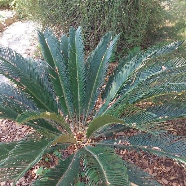 Cycas revoluta Leht