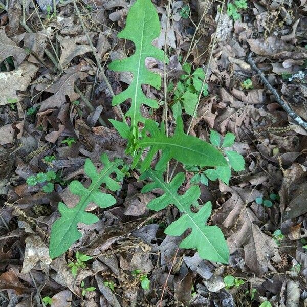 Lactuca canadensis Leaf