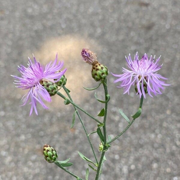 Centaurea stoebe Květ