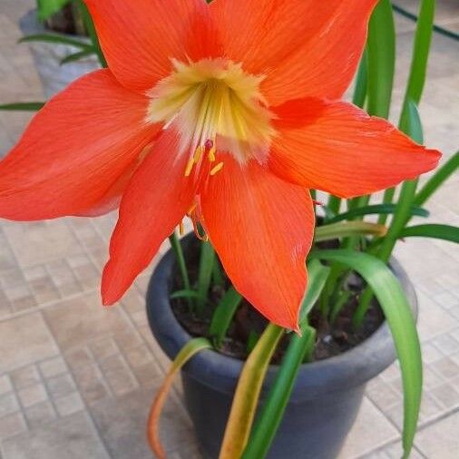 Hippeastrum puniceum Fiore