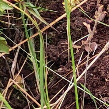 Carex fuscula Vrucht