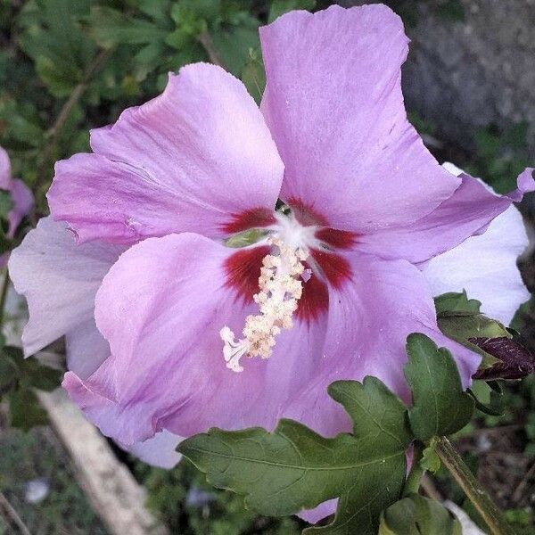 Hibiscus syriacus Flor