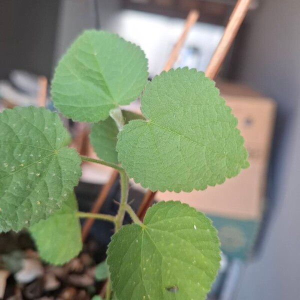 Hibiscus micranthus Folha