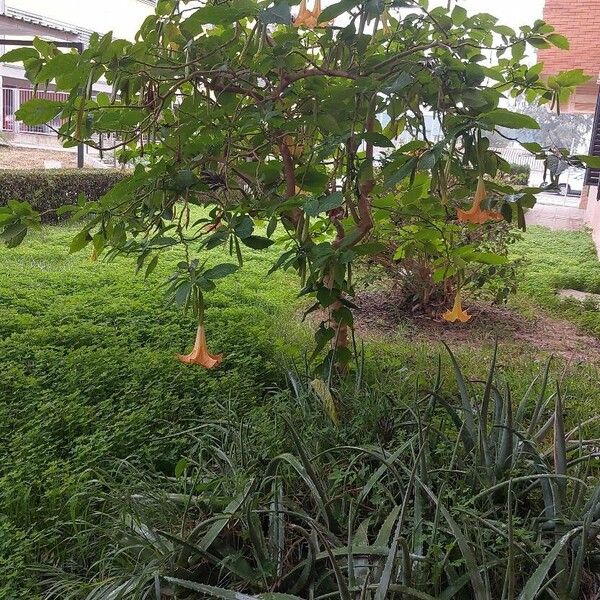 Brugmansia versicolor 整株植物