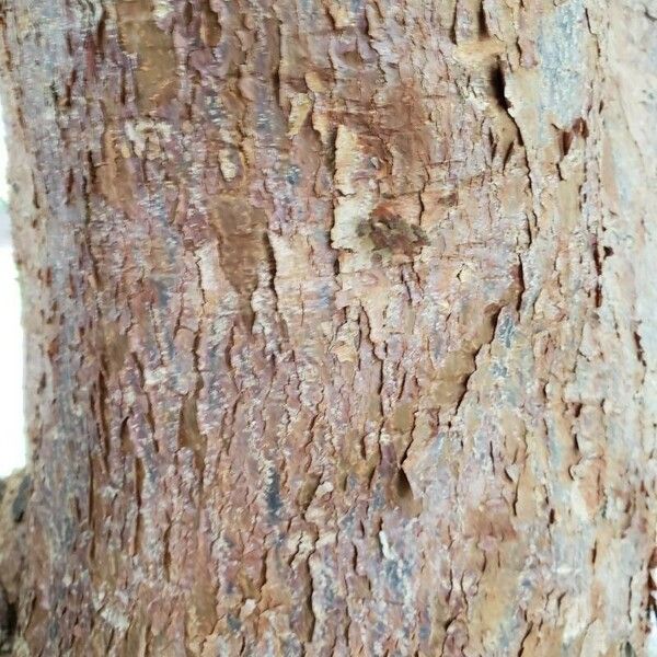 Acer griseum Bark