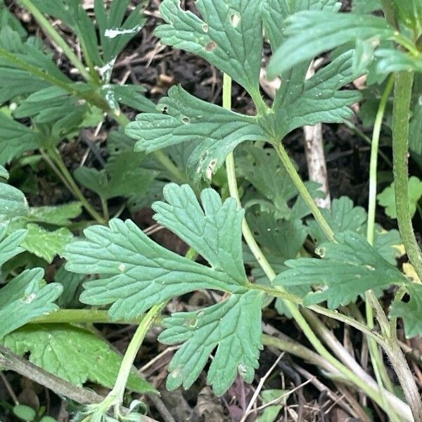 Ranunculus bulbosus 葉