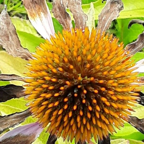 Echinacea pallida Květ