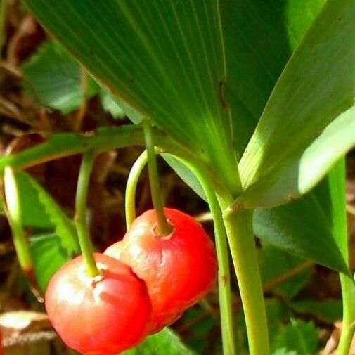 Convallaria majalis Fruit