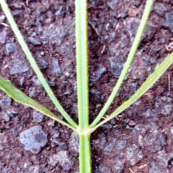 Verbena bonariensis Leaf