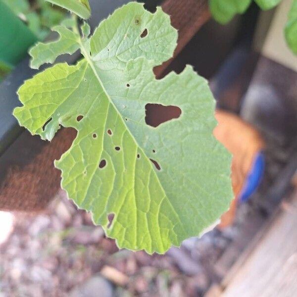 Raphanus raphanistrum Blatt