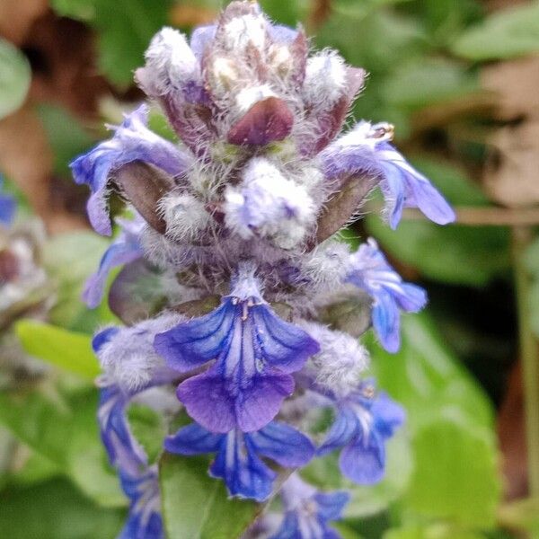 Ajuga genevensis Květ