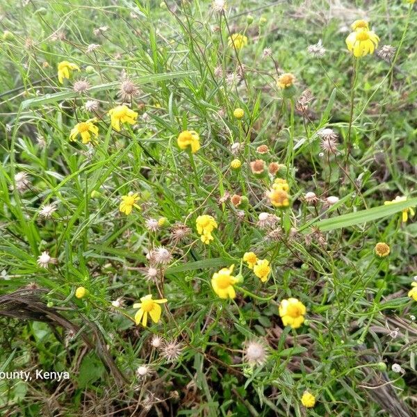 Senecio inaequidens Кветка