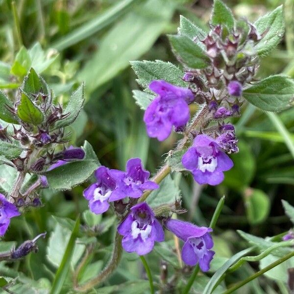 Clinopodium alpinum ফুল