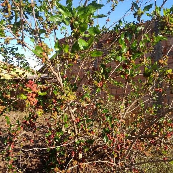 Rubus sellowii Fruit