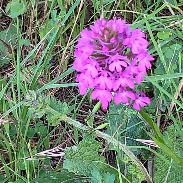 Anacamptis pyramidalis Flower