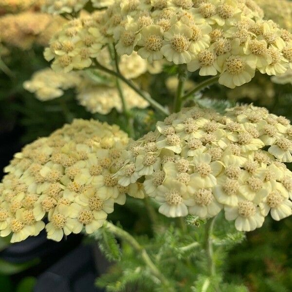 Achillea crithmifolia Цвят