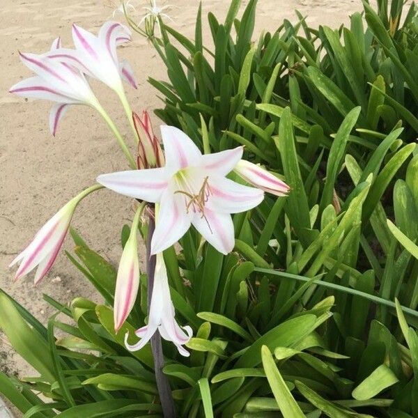 Crinum bulbispermum Blüte