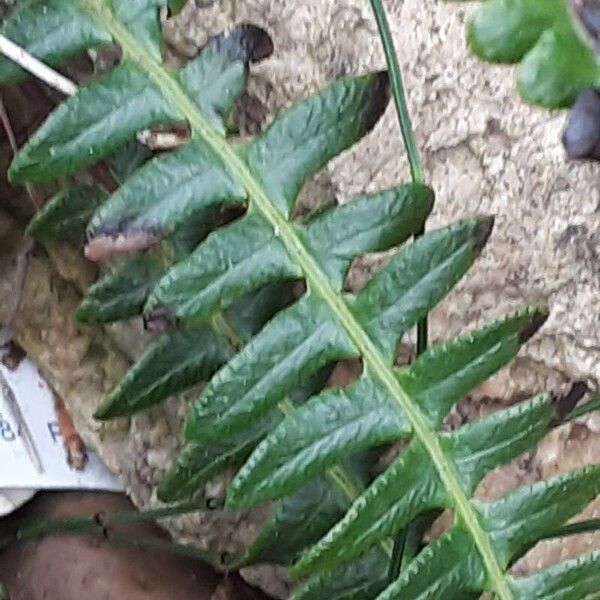 Thelypteris palustris Blad