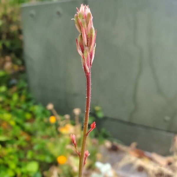 Oenothera gaura പുഷ്പം