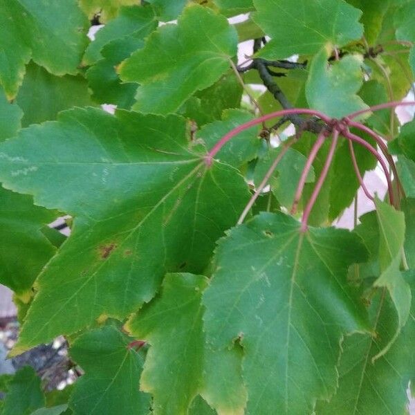 Acer rubrum पत्ता