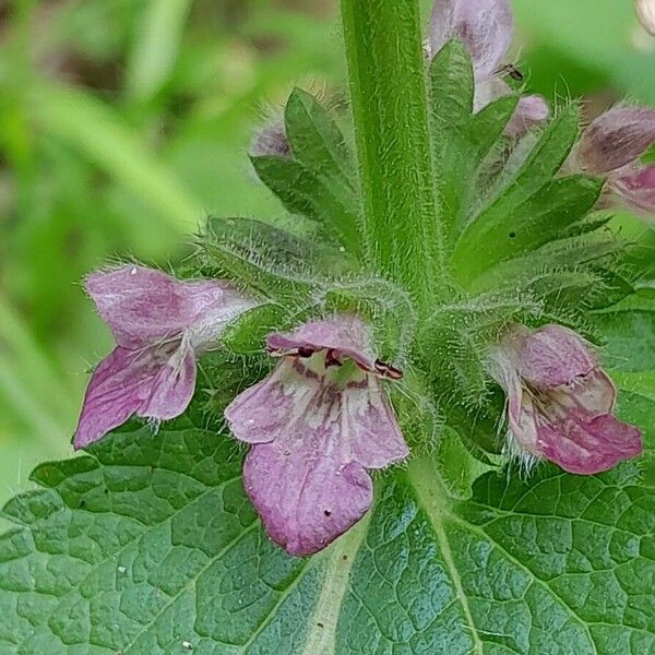 Stachys alpina Кветка