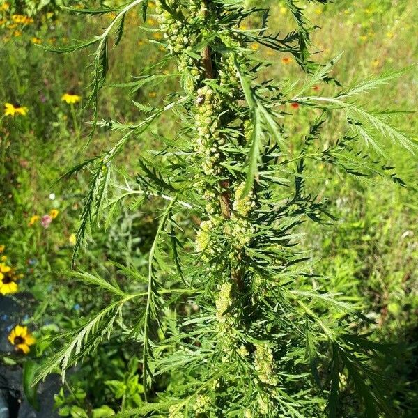 Artemisia biennis Frunză