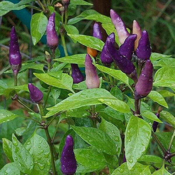 Capsicum annuum برگ