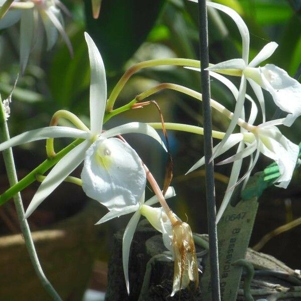 Brassavola perrinii फूल