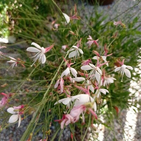 Oenothera lindheimeri Цветок