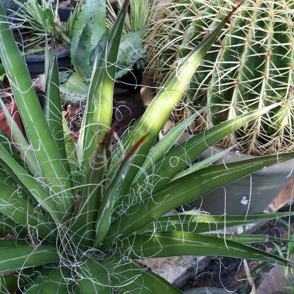 Agave filifera Lapas