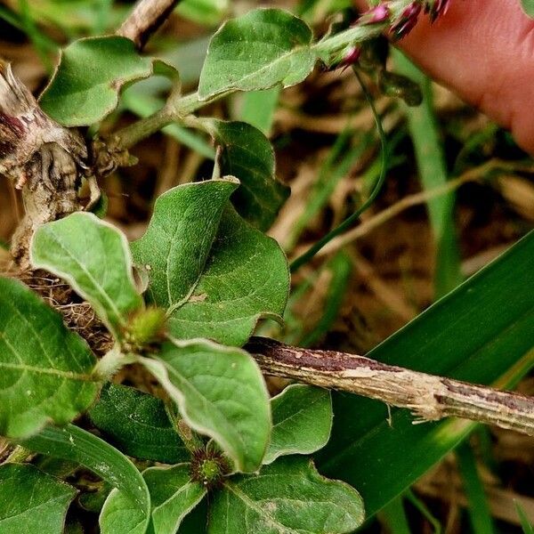 Achyranthes aspera Leaf