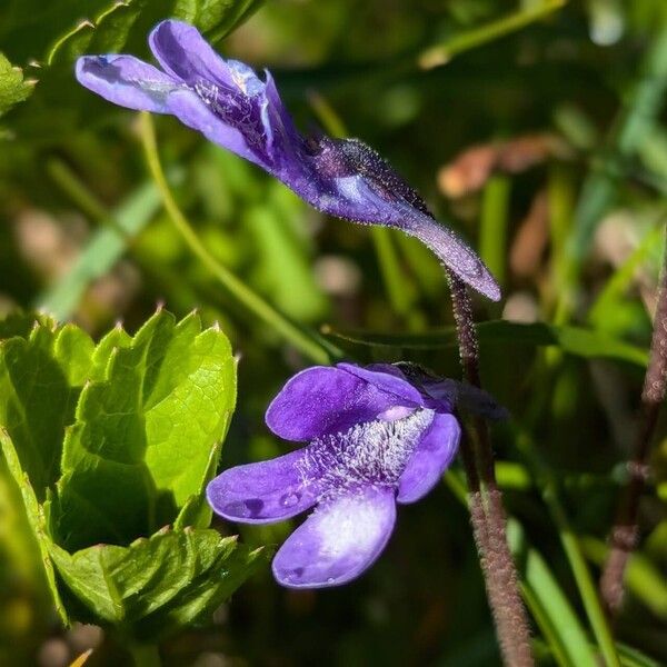 Pinguicula leptoceras പുഷ്പം