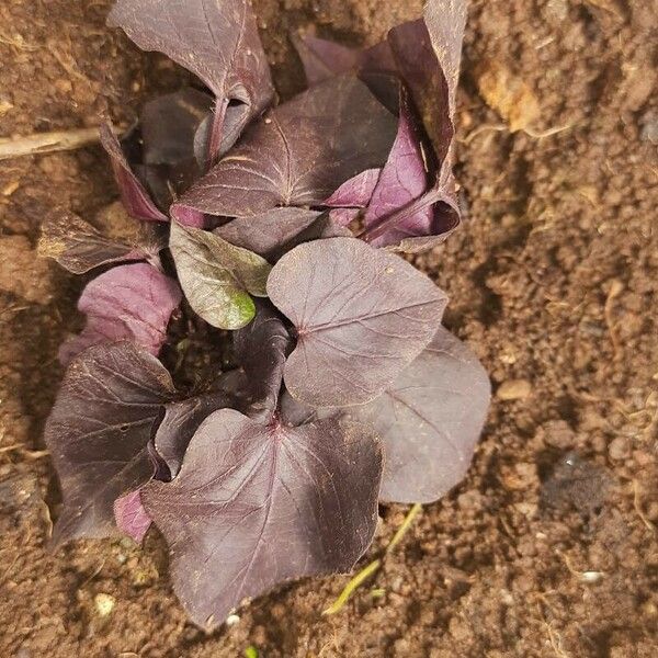 Ipomoea batatas Лист