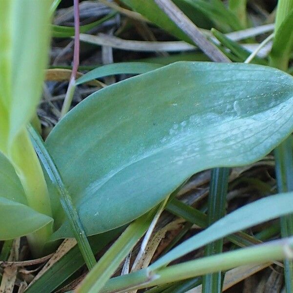 Dactylorhiza viridis Feuille