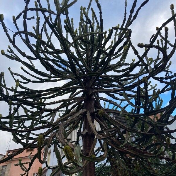 Euphorbia triangularis Habit
