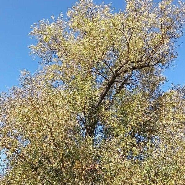 Salix alba Hábitos