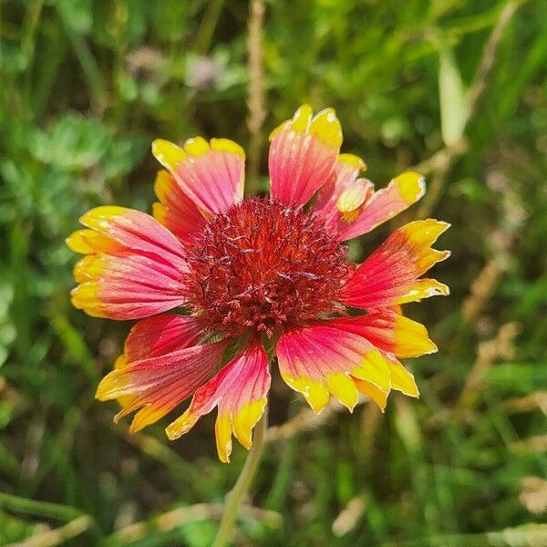 Gaillardia pulchella Blüte