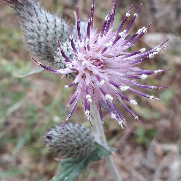 Cirsium scabrum फूल