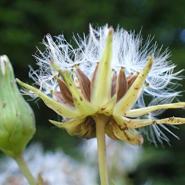 Lactuca plumieri 果実