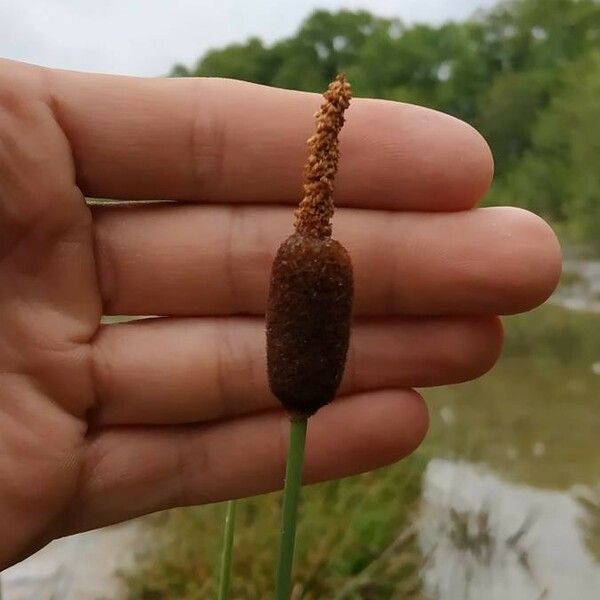 Typha minima Flower