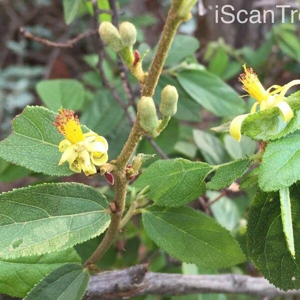 Grewia flavescens Ліст