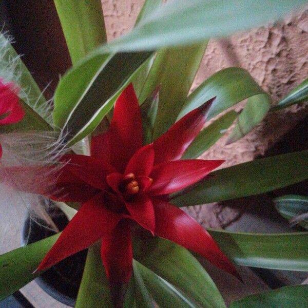 Guzmania lingulata ফুল