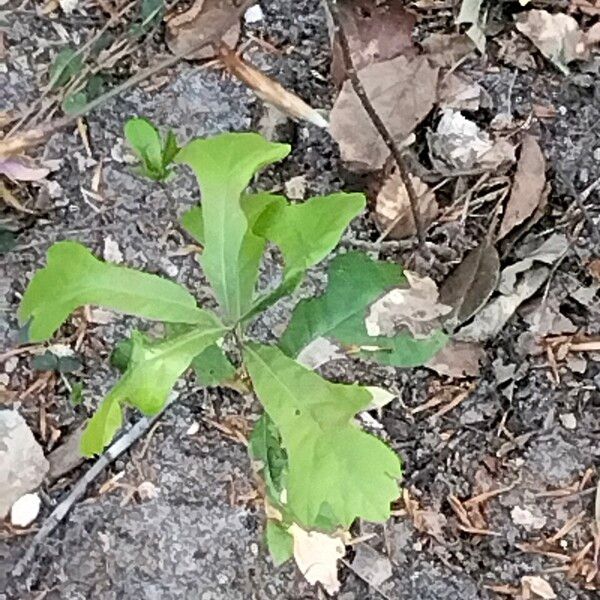 Quercus nigra Feuille