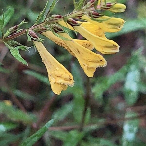 Melampyrum sylvaticum Flor